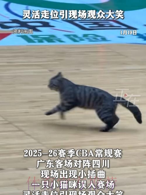首节末段一只猫跑入球场,广东暂领先四川10分 首节末段一只猫跑入球场,广东暂领先四川10分